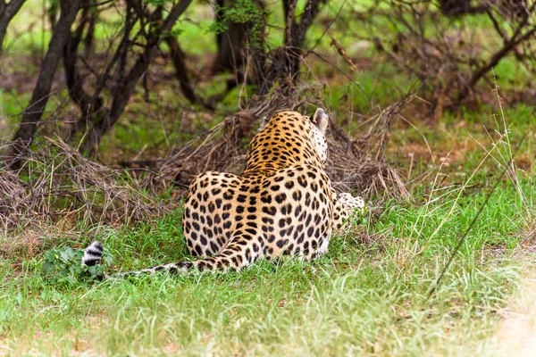 Leopard at the Naankuse Wildlife Sanctuary, Namibia, Africa