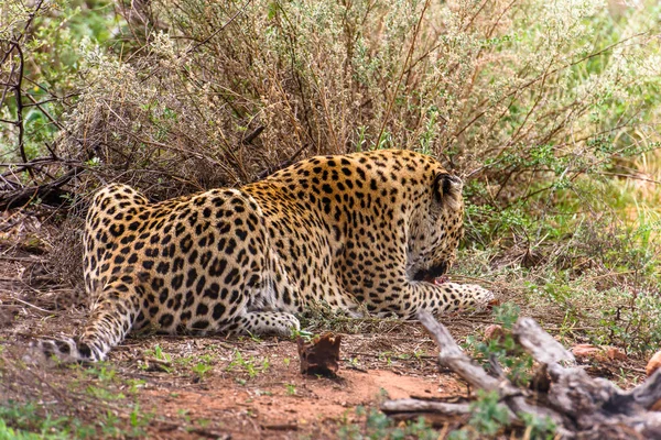 Leopard Naankuse Wildlife Sanctuary Namibië Afrika — Stockfoto