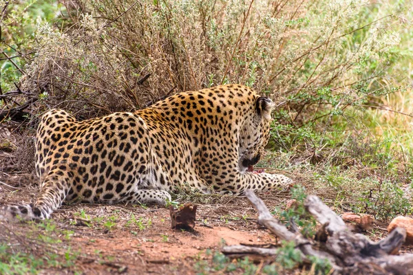 Leopard at the Naankuse Wildlife Sanctuary, Namibia, Africa