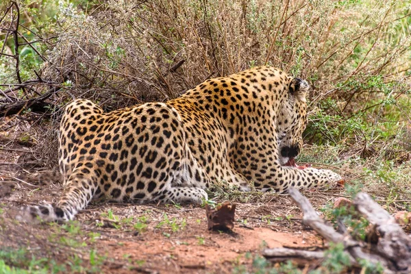 Leopard Naankuse Namibii Africe — Stock fotografie