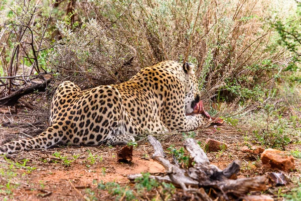 Leopard Sní Klid Masa Naankuse Namibii Africe — Stock fotografie