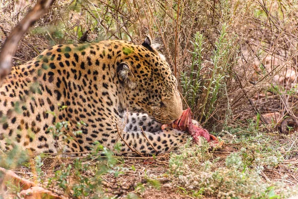 Leopard Sní Klid Masa Naankuse Namibii Africe — Stock fotografie