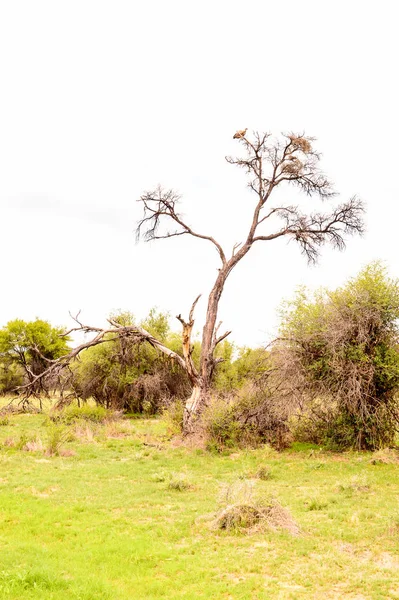 Uitzicht Natuur Van Namibië — Stockfoto