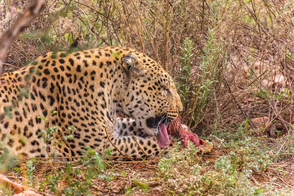 Leopard Makan Damai Daging Naankuse Wildlife Sanctuary Namibia Afrika — Stok Foto