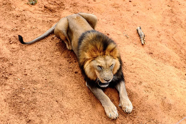 León Suelo Santuario Vida Silvestre Naankuse Namibia África — Foto de Stock