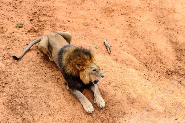 Lew Ziemi Naankuse Wildlife Sanctuary Namibia Afryka — Zdjęcie stockowe