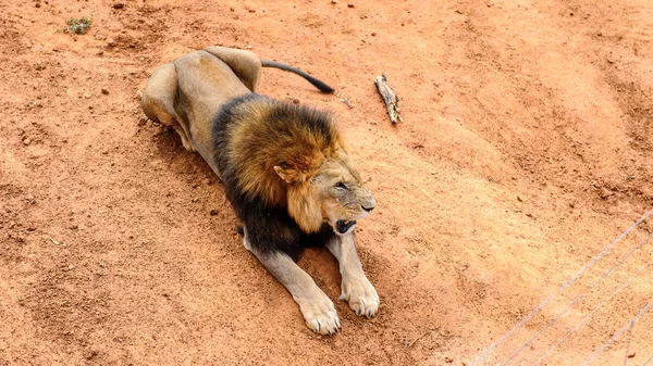 Lion Ground Naankuse Wildlife Sanctuary Namibia Africa — Stock Photo, Image