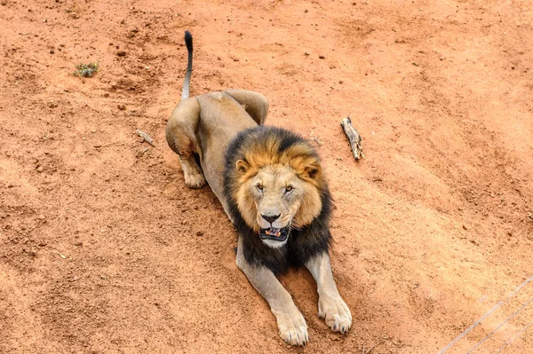 Lion Gros Plan Naankuse Wildlife Sanctuary Namibie Afrique — Photo