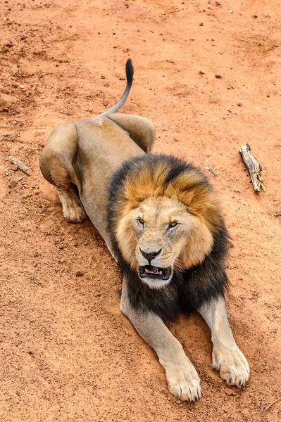 Retrato Del León Santuario Vida Silvestre Naankuse Namibia África — Foto de Stock