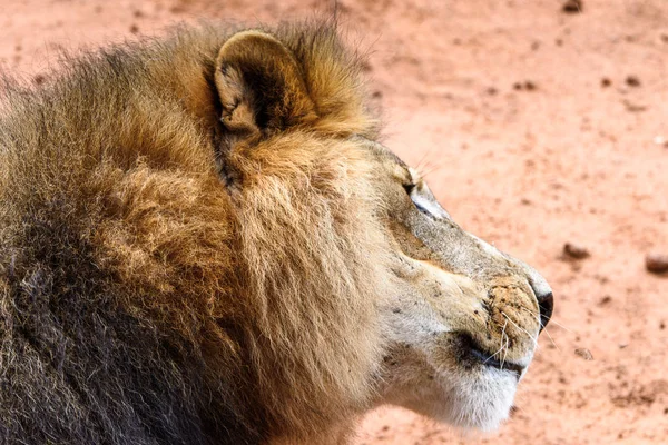 Lion Close Naankuse Wildlife Sanctuary Namibia Africa — Stock Photo, Image