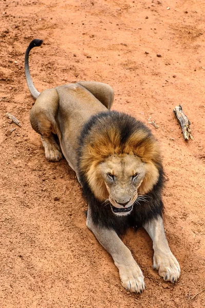 Retrato Del León Santuario Vida Silvestre Naankuse Namibia África — Foto de Stock