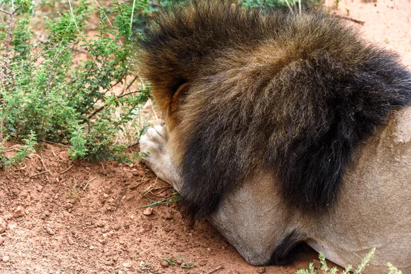 Retrato Del León Santuario Vida Silvestre Naankuse Namibia África — Foto de Stock