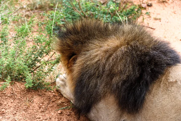 Retrato Del León Santuario Vida Silvestre Naankuse Namibia África — Foto de Stock