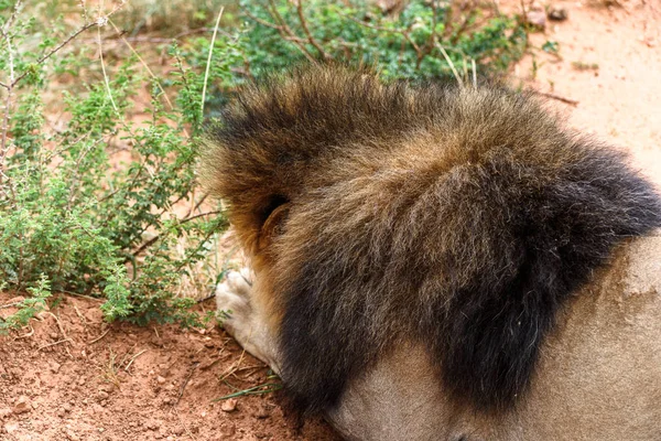 Portret Lwa Naankuse Wildlife Sanctuary Namibia Afryka — Zdjęcie stockowe