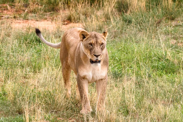 Lioness Aproape Sanctuarul Naankuse Wildlife Namibia Africa — Fotografie, imagine de stoc