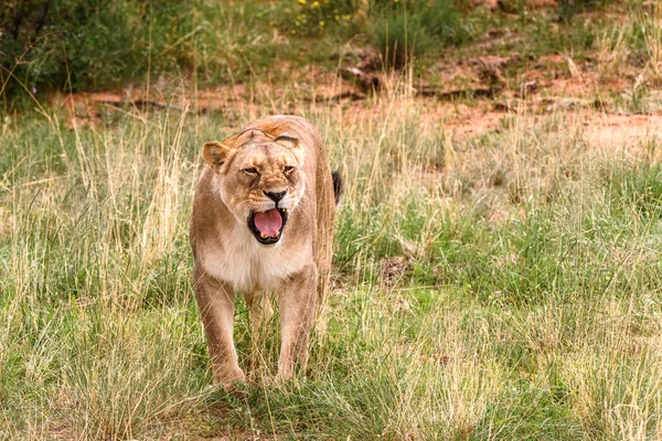 Lioness Bliska Naankuse Wildlife Sanctuary Namibia Afryka — Zdjęcie stockowe