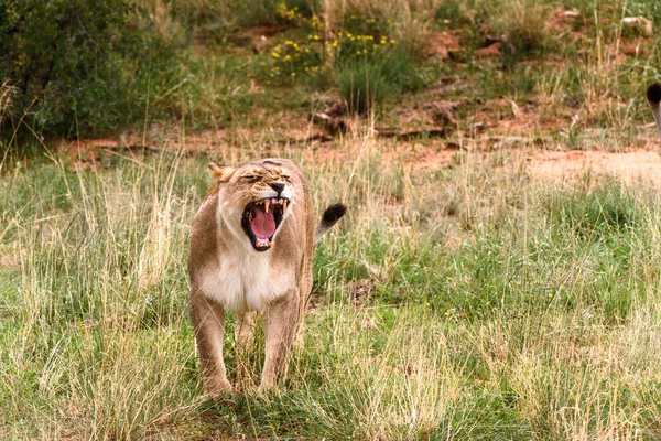 Lioness Close Naankuse Wildlife Sanctuary Namibia Africa — Stock Photo, Image