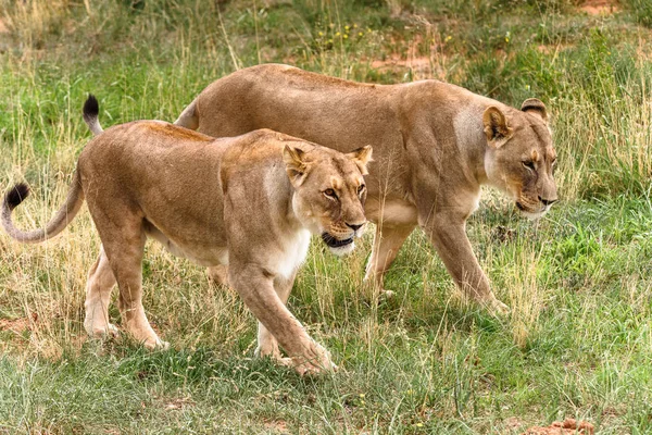 Couple Lionnes Naankuse Wildlife Sanctuary Namibie Afrique — Photo