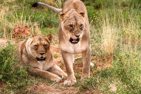 Couple Lionnes Naankuse Wildlife Sanctuary Namibie Afrique — Photo