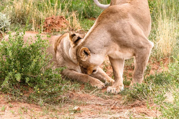 Couple Lionnes Naankuse Wildlife Sanctuary Namibie Afrique — Photo