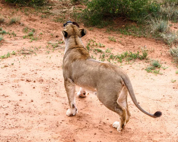 Löwin Porträt Naankuse Wildlife Sanctuary Namibia Afrika — Stockfoto