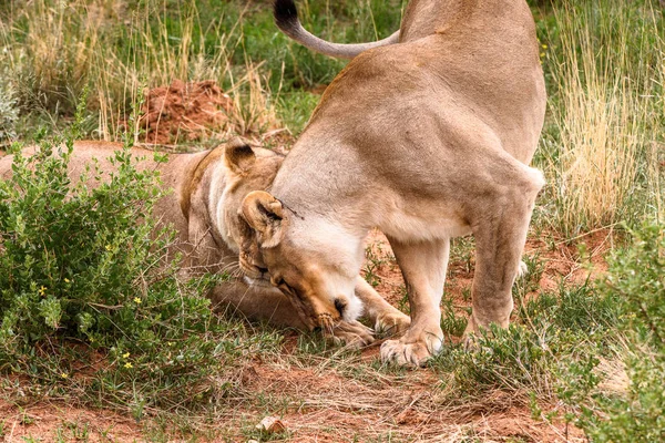 Löwenpaar Naankuse Wildschutzgebiet Namibia Afrika — Stockfoto