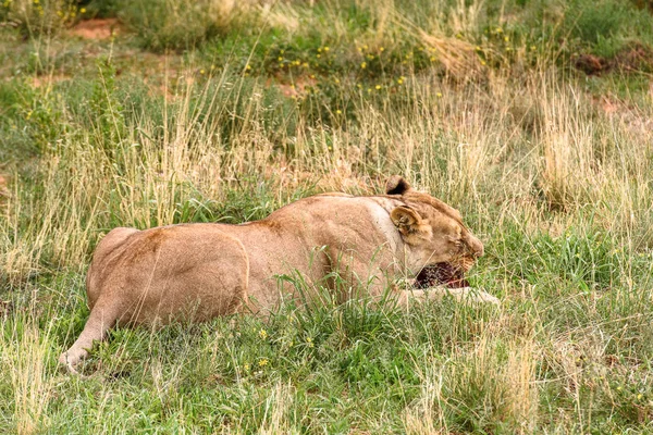 Portret Leoaică Sanctuarul Naankuse Wildlife Namibia Africa — Fotografie, imagine de stoc