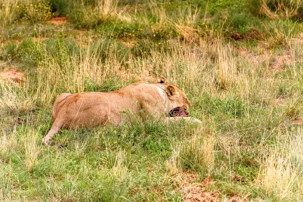 Lioness Portrait Naankuse Wildlife Sanctuary Namibia Africa — Stock Photo, Image