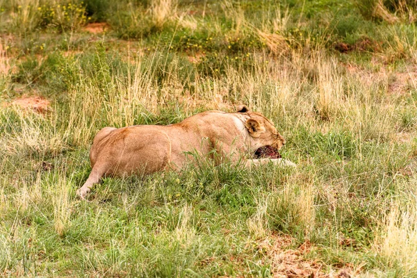 Lioness Portrait Naankuse Wildlife Sanctuary Namibia Africa — Stock Photo, Image