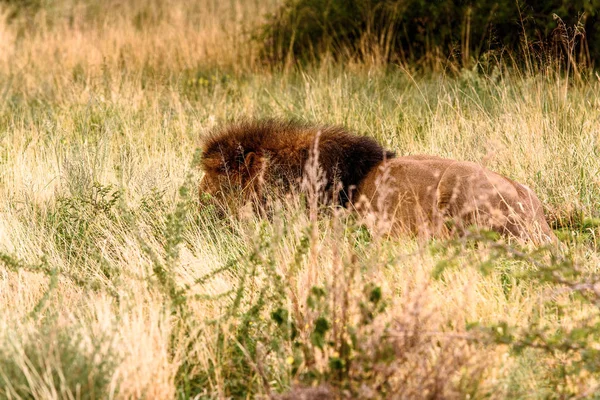 Löwe Aus Nächster Nähe Naankuse Wildschutzgebiet Namibia Afrika — Stockfoto