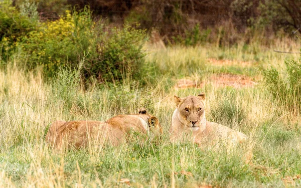 Coppia Leonesse Naankuse Wildlife Sanctuary Namibia Africa — Foto Stock