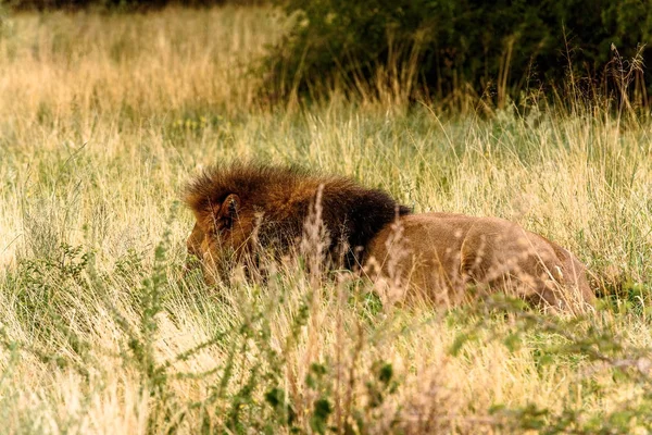 Lion Close Naankuse Wildlife Sanctuary Namibia Africa — Stock Photo, Image