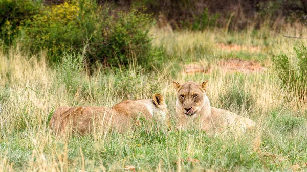 Couple Lionnes Naankuse Wildlife Sanctuary Namibie Afrique — Photo