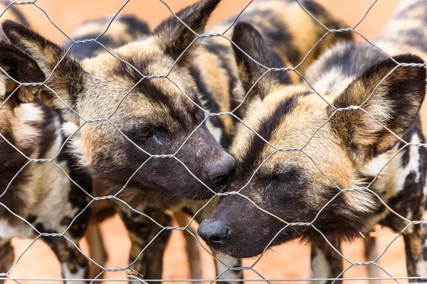 ナミビア ナミビア ナンクセ野生動物保護区のライオネスの肖像画で野生の犬がクローズアップ — ストック写真