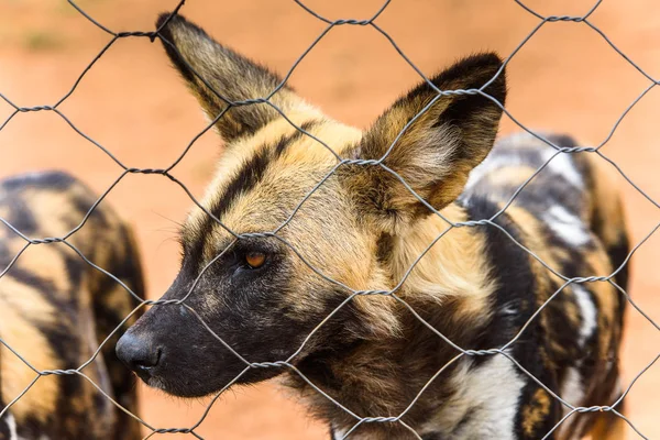 ナミビア ナミビア ナンクセ野生動物保護区のライオネスの肖像画で野生の犬がクローズアップ — ストック写真