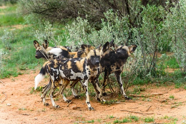 Wild Dog Ritratto Della Leonessa Naankuse Wildlife Sanctuary Namibia Africa — Foto Stock