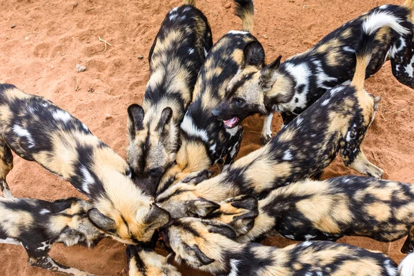 Дикие Псы Ищут Кусок Мяса Портрете Львицы Заповеднике Наанкусе Намибия — стоковое фото