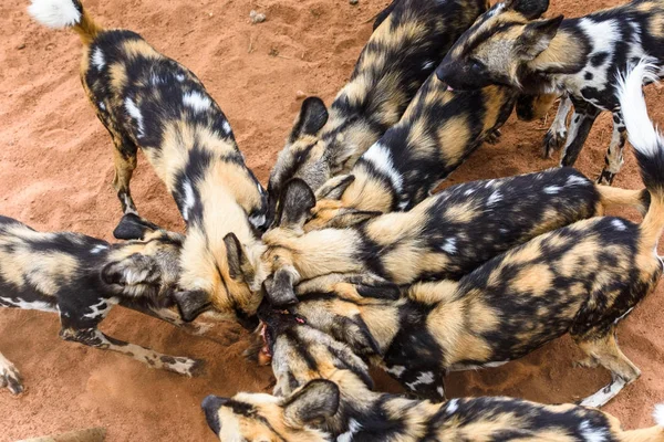 ナミビア ナミビア ナンクセ野生動物保護区のライオネスの肖像画で肉の一部を食べに野生の犬 — ストック写真