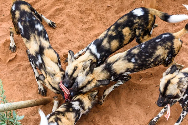 Wild Dogs Foght För Köttbit Lioness Porträtt Vid Naankuse Wildlife — Stockfoto