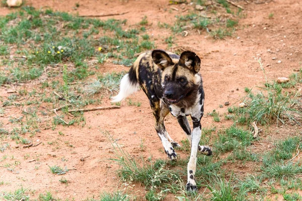 Cão Selvagem Retrato Leoa Santuário Vida Selvagem Naankuse Namíbia África — Fotografia de Stock