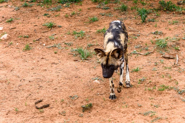 ナミビア ナミビア ナンクセ野生動物保護区のライオネスの肖像画で野生の犬 — ストック写真