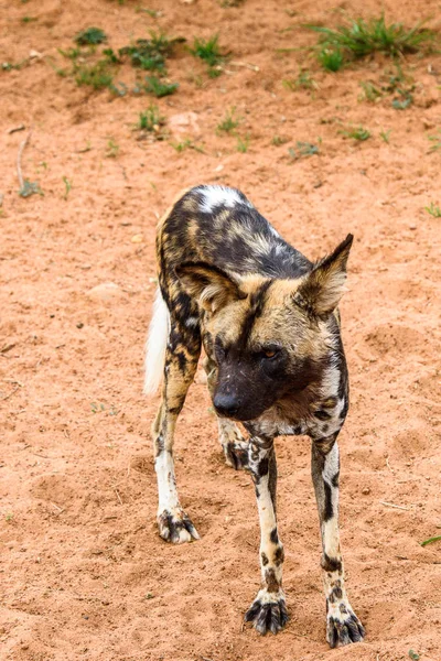 Wildhund Beim Löwenporträt Naankuse Wildschutzgebiet Namibia Afrika — Stockfoto