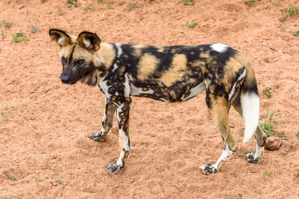 ナミビア ナミビア ナンクセ野生動物保護区のライオネスの肖像画で野生の犬 — ストック写真