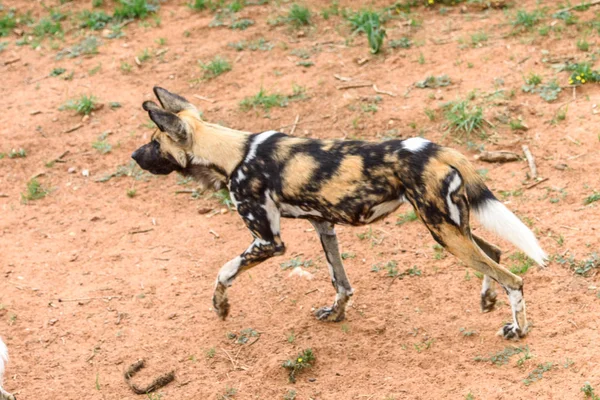 Wild Dog Ritratto Della Leonessa Naankuse Wildlife Sanctuary Namibia Africa — Foto Stock