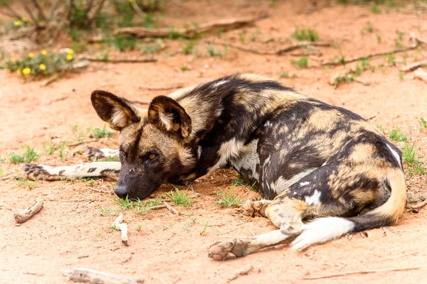 Дикая Собака Лежит Траве Портрете Львицы Заповеднике Наанкузе Намибия Африка — стоковое фото