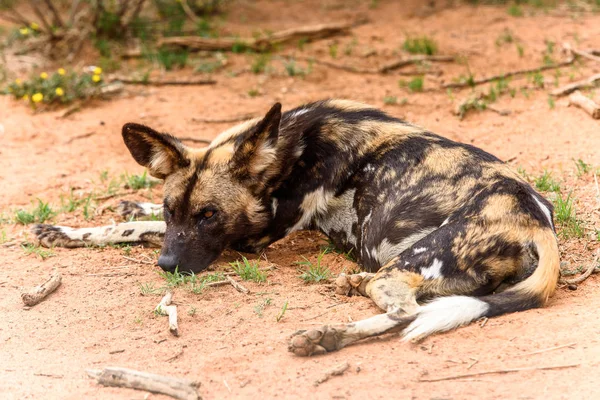 Wild Dog Lays Grass Lioness Portrait Naankuse Wildlife Sanctuary Namibia — Stock Photo, Image