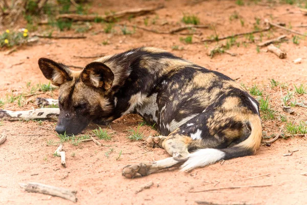 Wild Dog Pose Sur Herbe Portrait Lionne Naankuse Wildlife Sanctuary — Photo