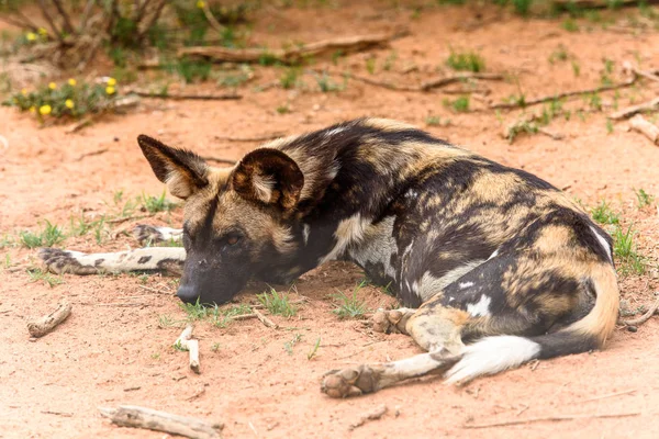 Дикая Собака Лежит Траве Портрете Львицы Заповеднике Наанкузе Намибия Африка — стоковое фото