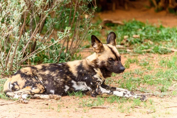 野生の犬は ナミビア アフリカのナンクセ野生動物保護区でライオネスの肖像画の草の上に横たわっています — ストック写真