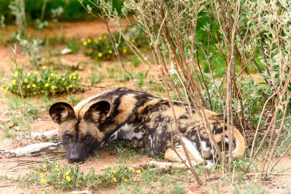 Wild Dog Lays Grass Lioness Portrait Naankuse Wildlife Sanctuary Namibia — Stock Photo, Image